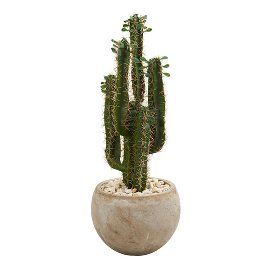 Cactus Plant